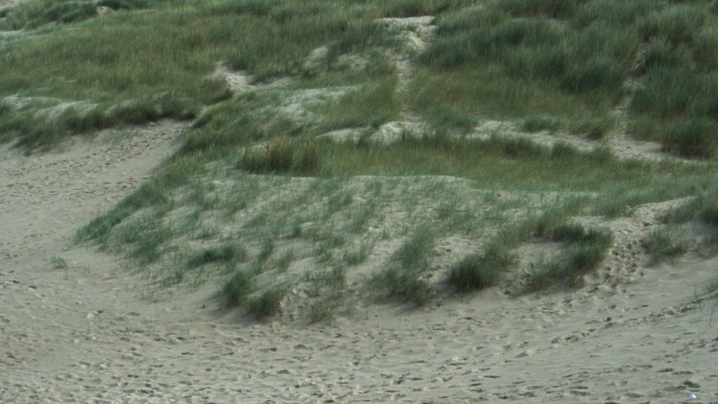 Dunes de Stella Merlimont