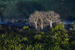 Baobabs à Mayotte