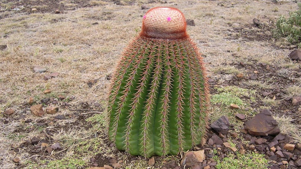 Cactus "Tête à l'anglais"