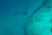 Dugong dans les eaux de Mayotte