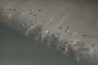 BAIE D'AUTHIE RIVE NORD