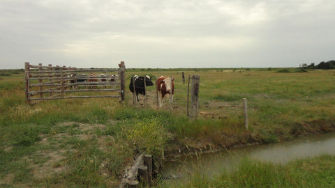 Le marais Breton, un paysage horizontal de prairies