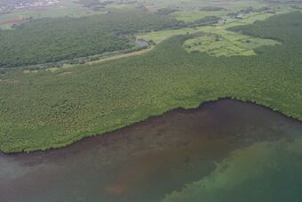 POINTE DE LA RIVIERE A GOYAVE