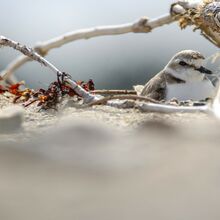 Web TV | Agir maintenant pour protéger la biodiversité