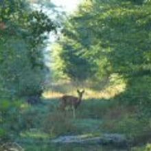 foret_crecy
