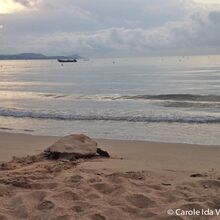 Une tortue Caouanne vient pondre ses oeufs sur une plage de Fréjus