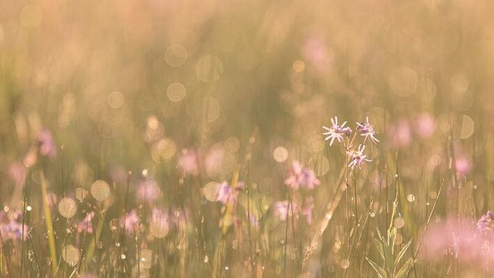 prairie marquenterre