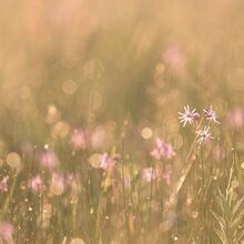 prairie marquenterre