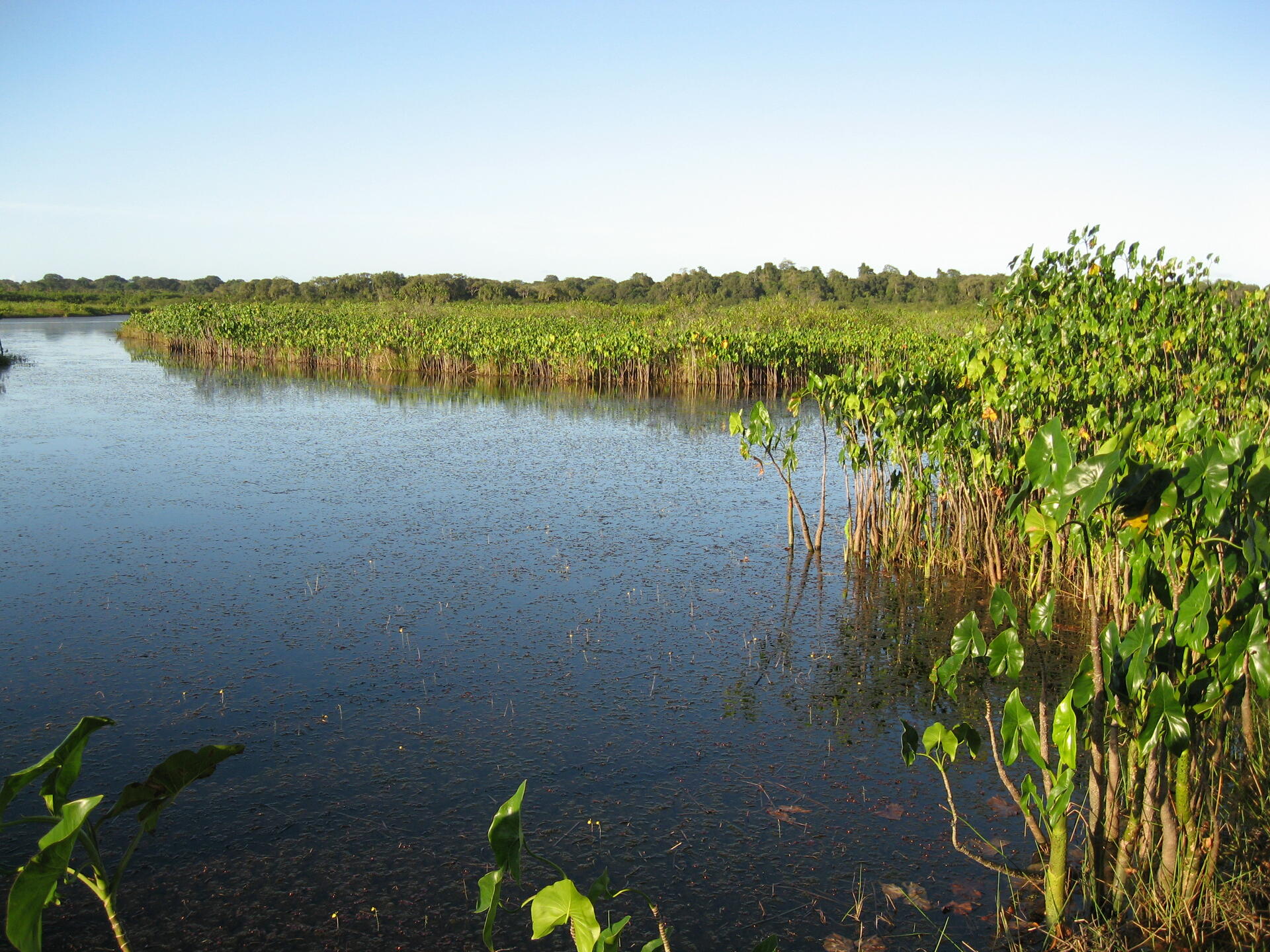 IRACOUBO-SINNAMARY - GUYANE