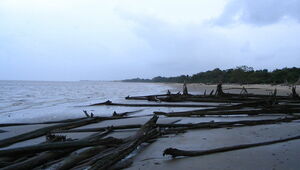 Au nord de Kourou, un paysage cerné par les mangroves littorale et fluviale.