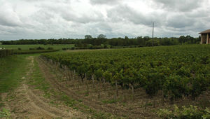 La rive gauche, plaine alluviale et viticulture du Médoc