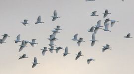 marquenterre migration 2020