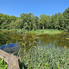 Biodiversité | Restauration des Etangs du Directeur à la Poudrerie de Saint-Chamas