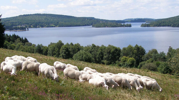 Beaumont-du-Lac : brebis dans la prairie, 2007. 