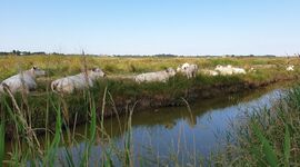 vaches_marais_transbordeur_BL