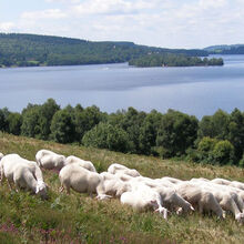 Beaumont-du-Lac : brebis dans la prairie, 2007. 