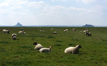 BAIE DU MONT SAINT MICHEL