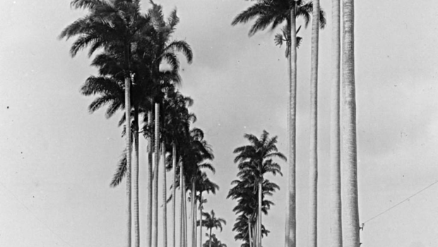 Avenue de palmistes près la Capesterre en Guadeloupe