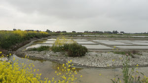 A l’intérieur, à l’ouest, des marais salants, et sur la côte au nord-est, des polders cultivés