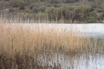 ETANG DU FRET