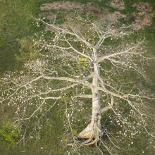 Sur le littoral il y a des arbres...