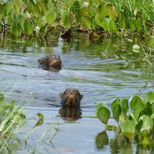 loutre_pripris_yiyi