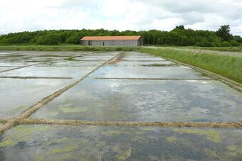 BASSIN DU MES - MARAIS DU ROSTU