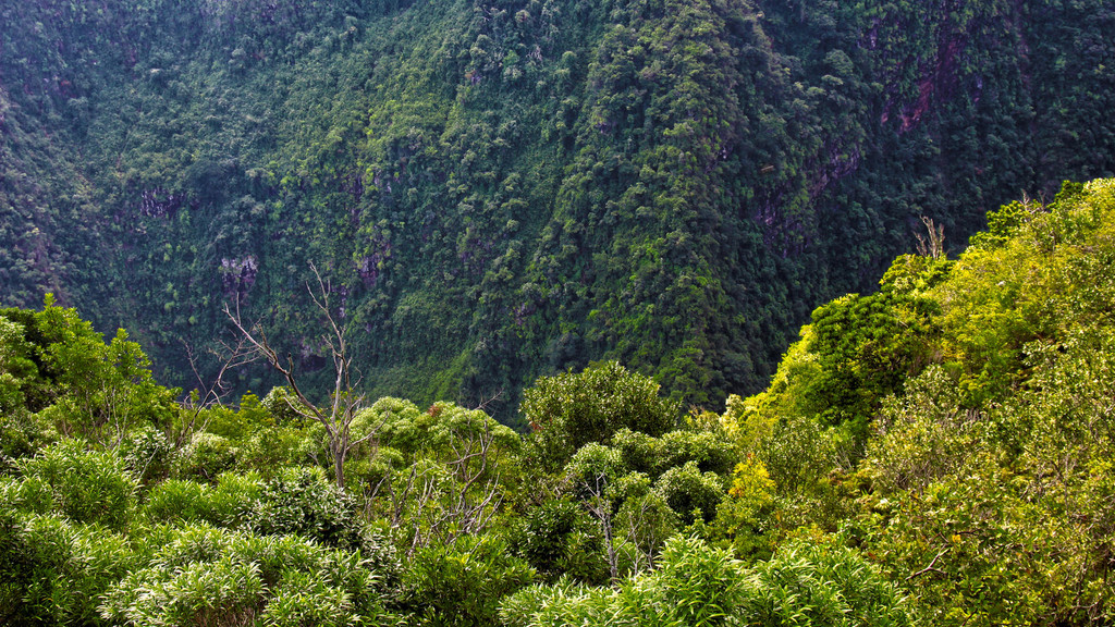 La Réunion -Forêt sèche devant rampart