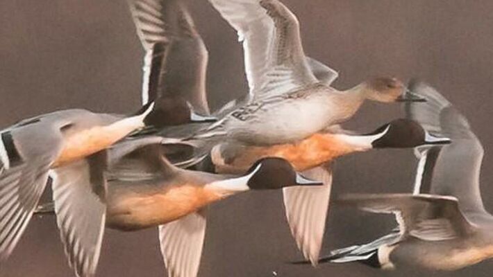 marquenterre migration