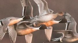 marquenterre migration