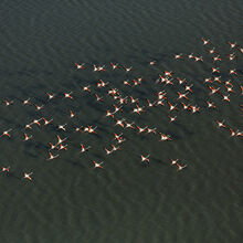 Sur le littoral il y a des animaux (sauvages)...