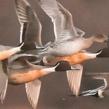 marquenterre migration