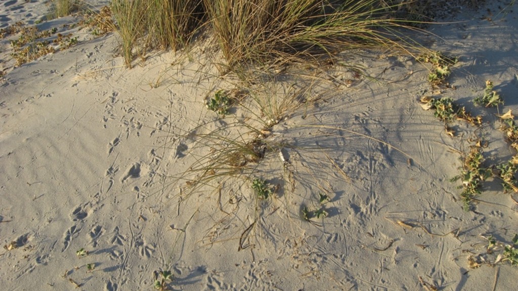 Agriate, traces sur la dune de Saleccia.