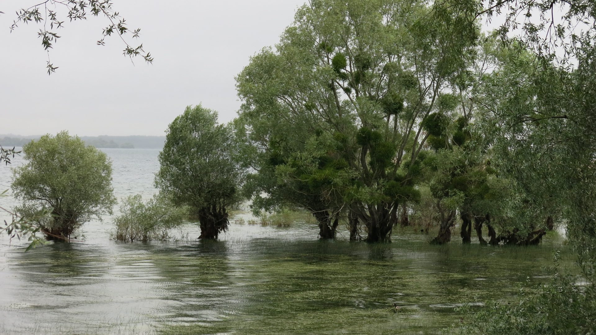 LACS DE LA FORET D'ORIENT