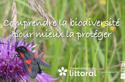 WEB TV Comprendre la biodiversité pour mieux la protéger, pour les élèves de CE1, CM1 et CM2.