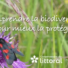 WEB TV Comprendre la biodiversité pour mieux la protéger, pour les élèves de CE1, CM1 et CM2.