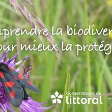 WEB TV Comprendre la biodiversité pour mieux la protéger, pour les élèves de CE1, CM1 et CM2.