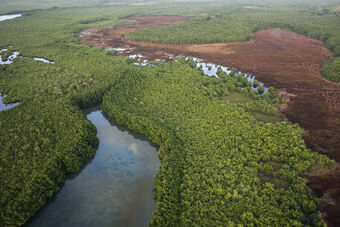 MANGROVE DE VIEUX BOURG  A PETIT CANAL