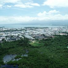 Projet JA-RIV, Guadeloupe - Restauration de la forêt marécageuse.