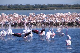 ETANGS ET MARAIS DES SALINS DE CAMARGUE