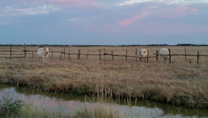 La Charente, un parcours discret dans les marais et autour de Rochefort