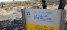 Laissons la nature renaître de ses cendres sur la Plaine des Maures…même s’il faut l’aider un peu !