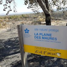 Laissons la nature renaître de ses cendres sur la Plaine des Maures…même s’il faut l’aider un peu !