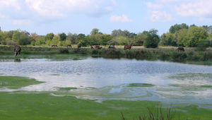 Les rives de l’Adour, les barthes, les îles