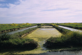 ESTUAIRE DE LA SEUDRE