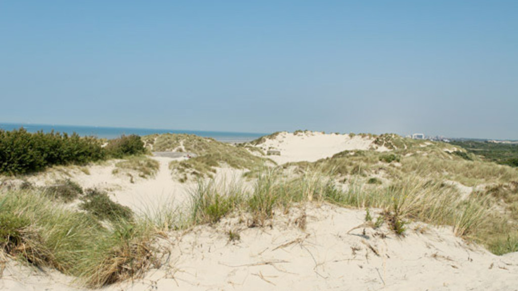 dune perroquet4