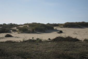 DUNES DU CAP FERRET