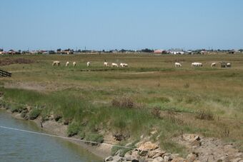 MARAIS BRETON - BEAUVOIR