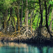 La nouvelle gouvernance des mangroves de Martinique