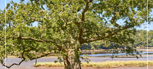 Votez pour le chêne de Saint-Maurice, candidat à l’arbre européen de l’année ! 
